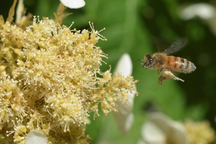 Honeybee in flight beside the creamy fertile flowers of an oakleaf hydrangea
