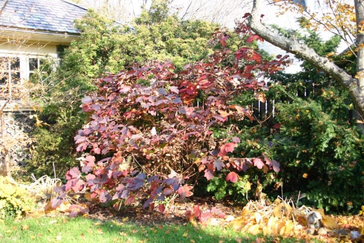 Oakleaf hydrangea shrub beside a house with its lobed leaves turned burgundy and red in fall