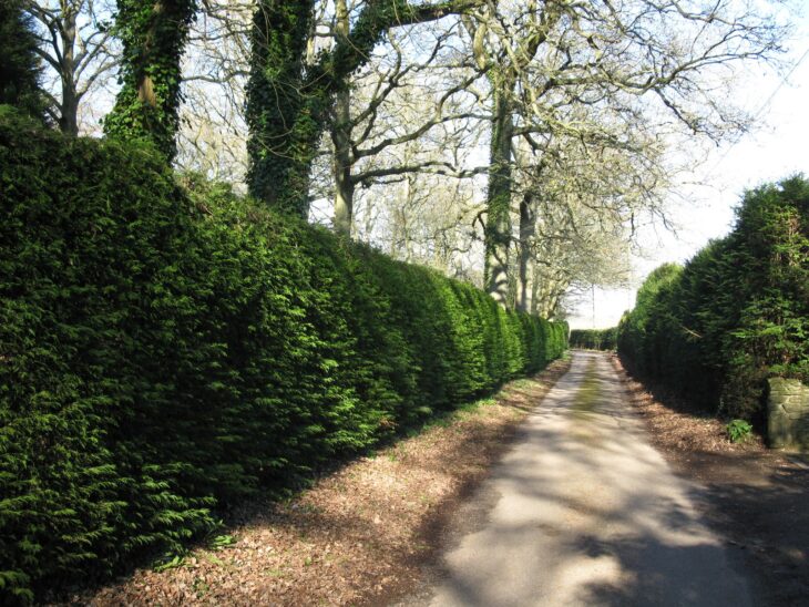 A smoothly clipped, dark green Leyland cypress hedge running along a country lane