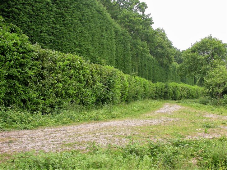 A very tall, dense wall of Leyland cypress rising behind a lower broadleaf hedge beside a gravel track