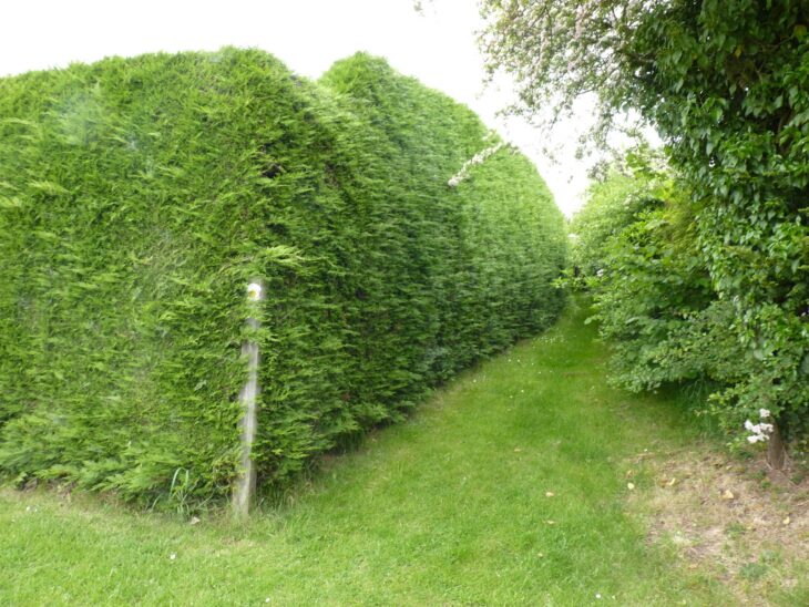 A tall Leyland cypress hedge swallowing a wooden footpath marker post beside a grass path