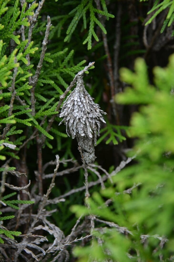 A gray, spindle-shaped bagworm bag made of plant debris hanging from an arborvitae twig
