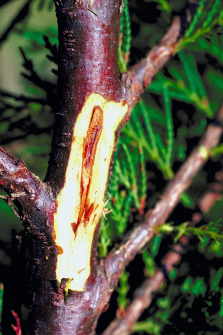 A branch of Leyland cypress with a strip of bark cut away, showing pale wood with a red-brown stripe of dead tissue
