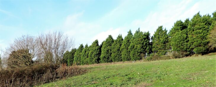 A row of tall, dark green Leyland cypress trees along the top of a grassy slope