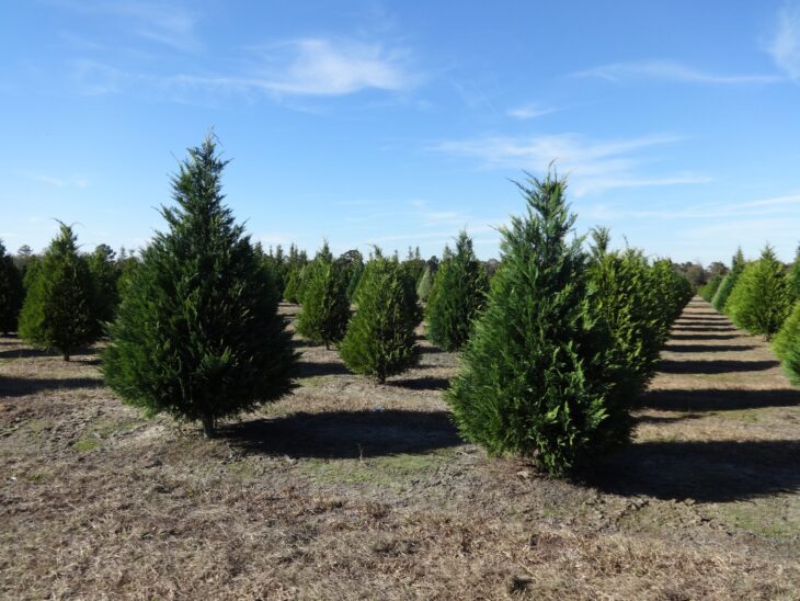 Rows of young, dense, dark green Leyland cypress trees on a tree farm under a blue sky