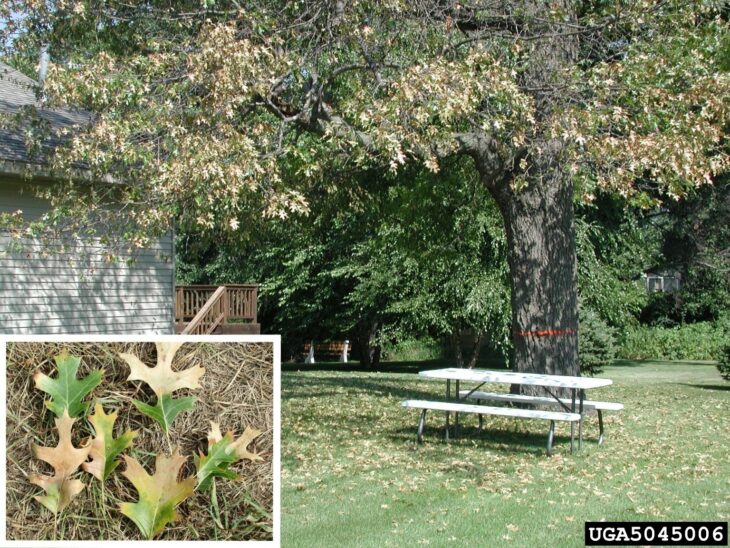 Oak with a browning crown beside a house and picnic table, with a close-up of bronzed and green oak leaves