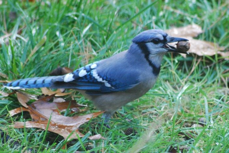 Blue jay standing in grass with an acorn in its beak