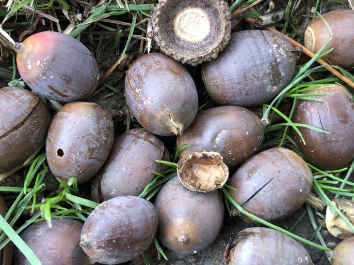 Pile of large brown white oak acorns lying in grass