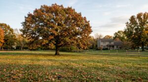 Large oak tree with a broad rounded crown and russet fall leaves on a suburban lawn
