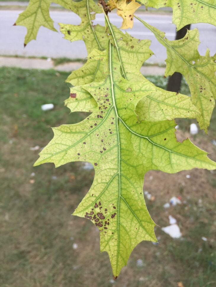 Pin oak leaf turning yellow between its green veins