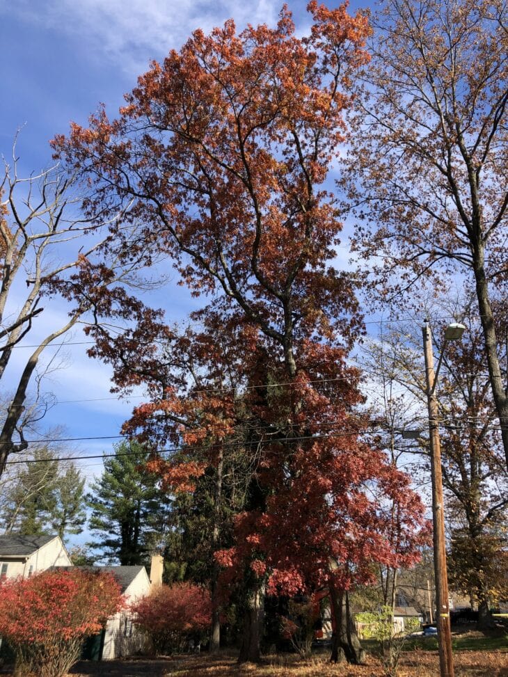 Tall scarlet oak with red and orange fall foliage beside a road and houses