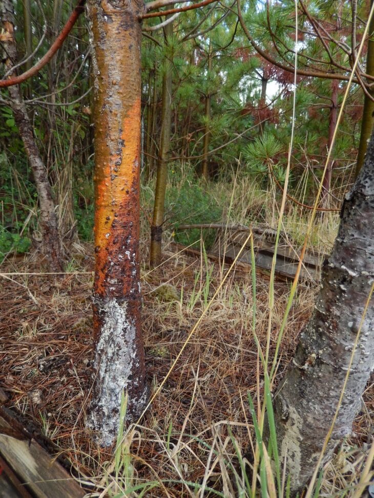 Orange cankered section of a young pine trunk with resin staining from blister rust