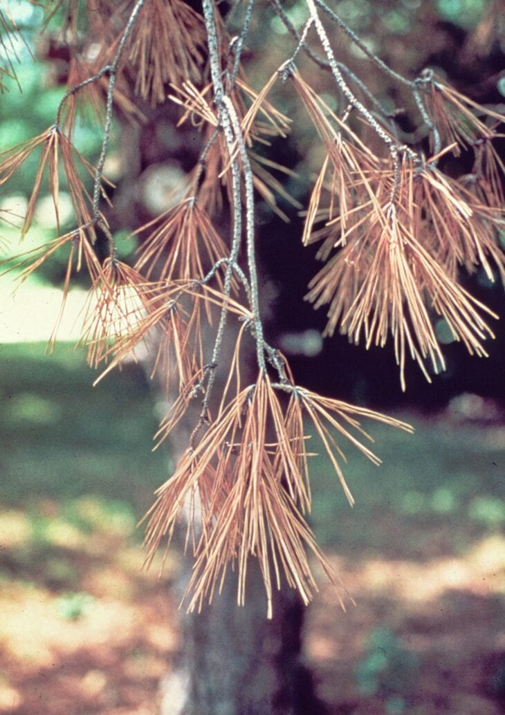 Branch of a Scots pine with dead brown needles still attached after pine wilt