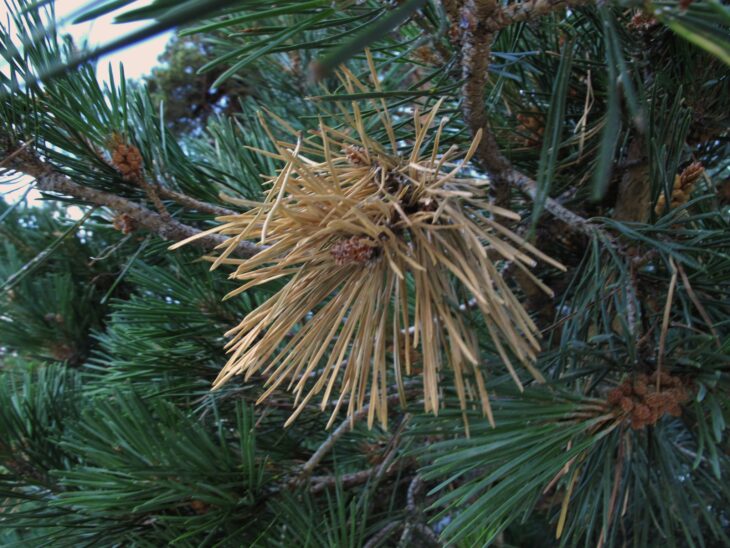 Brown dead needle cluster on a green pine branch killed by Diplodia tip blight