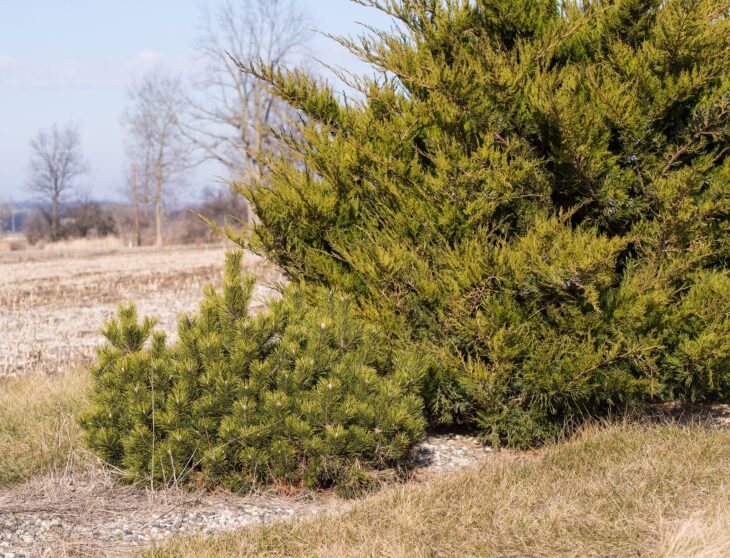 Low rounded dwarf mugo pine growing beside a taller evergreen at a field edge