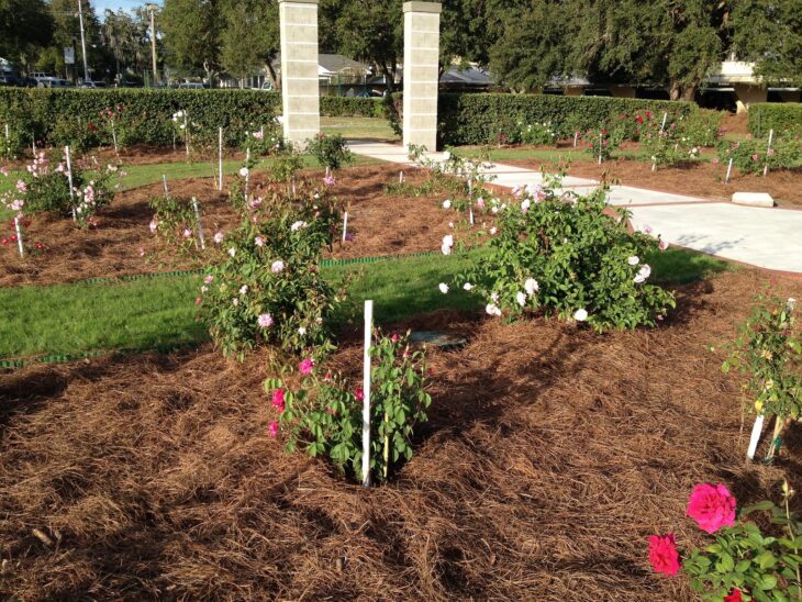 Rose bed covered in reddish-brown pine straw mulch beside a lawn