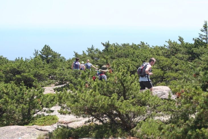 Low pitch pines growing among bare granite ledges with hikers passing