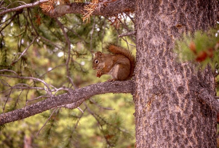 Red squirrel sitting on a pine branch beside the trunk, eating a cone