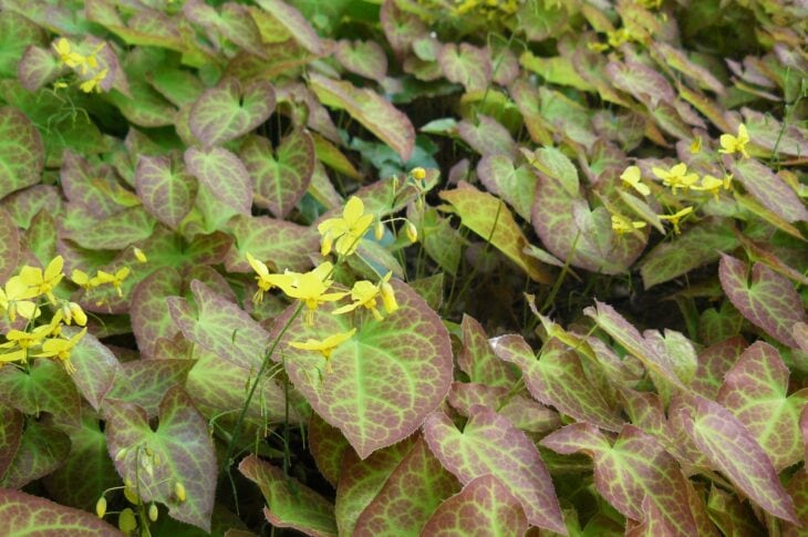 Barrenwort with pale yellow flowers over heart-shaped marbled leaves