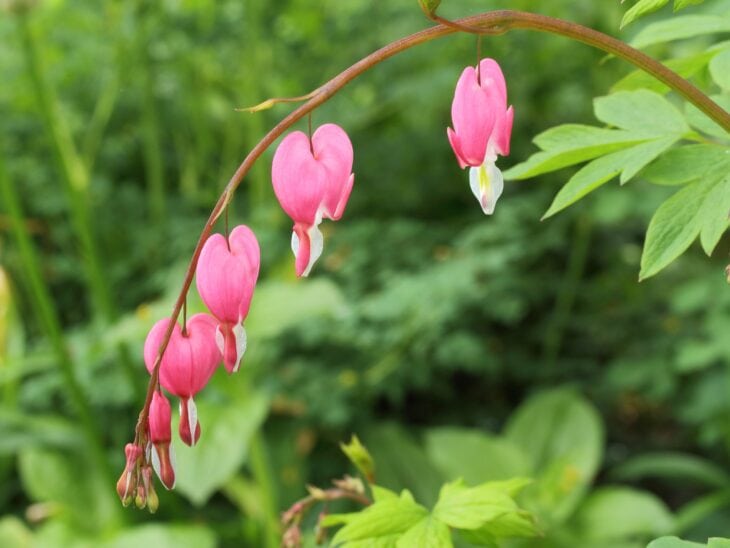 Arching bleeding heart stem hung with pink heart-shaped flowers
