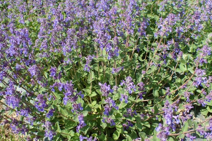 Dense mass of blue-violet catmint flower spikes in full bloom