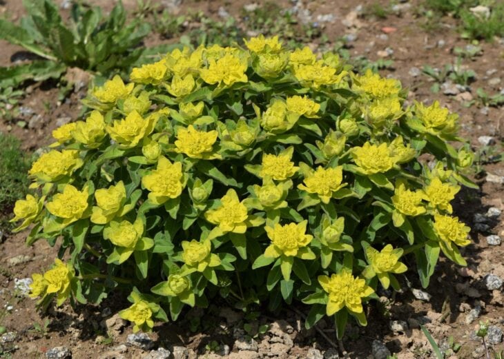 Mounded cushion spurge covered in chartreuse-yellow bracts in spring