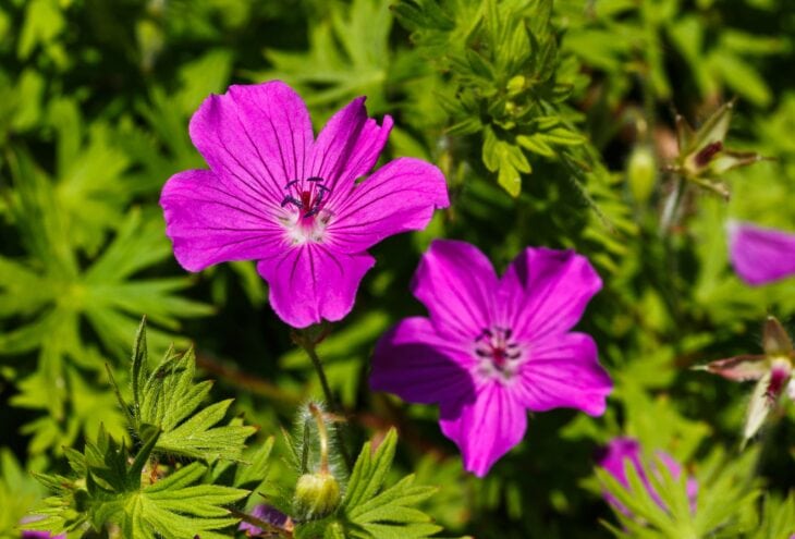 Magenta bloody cranesbill flowers above deeply cut green leaves