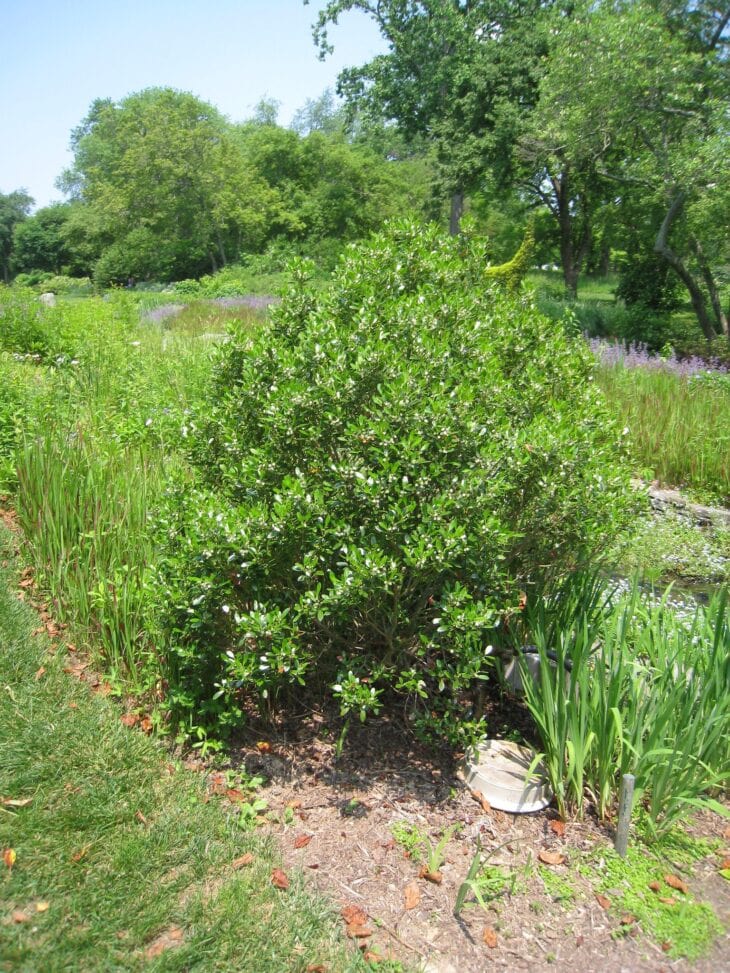 Rounded evergreen inkberry shrub with small glossy leaves beside a garden pond