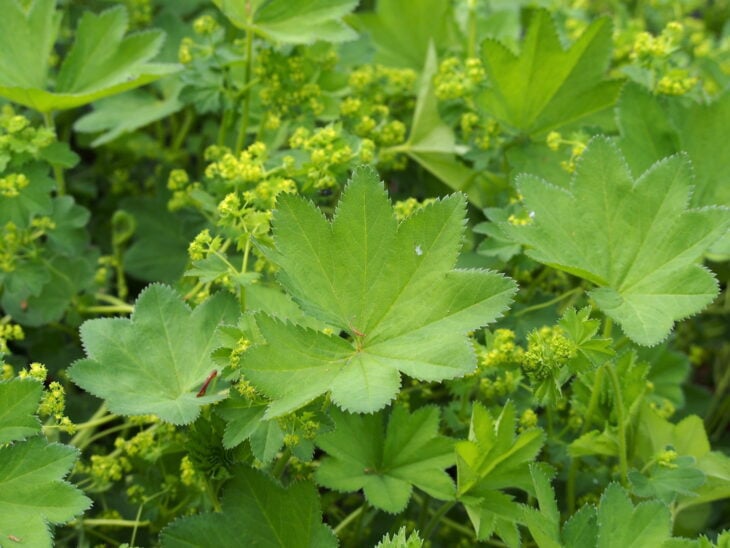 Soft scalloped lady's mantle leaves with sprays of small chartreuse flowers