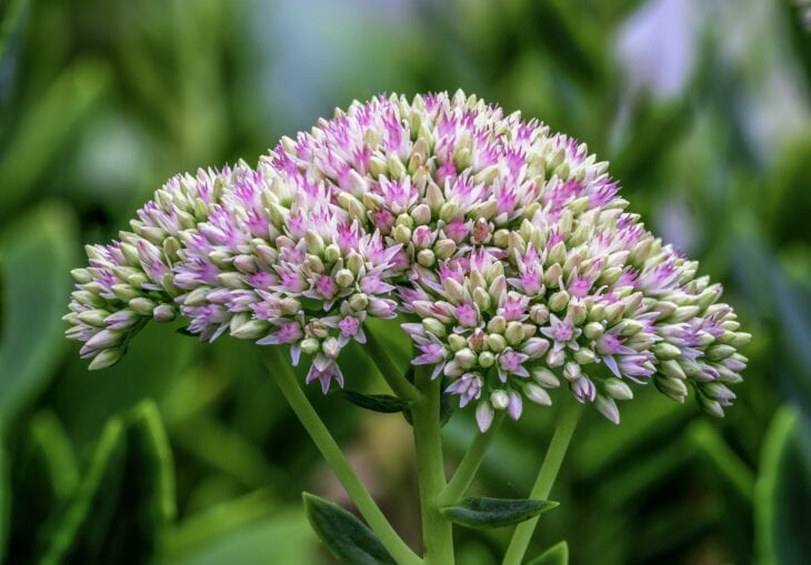 Flat-topped pink stonecrop flower head above fleshy green leaves