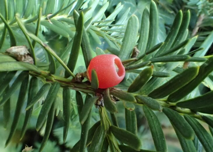 Flat dark green yew needles with a single red fleshy aril