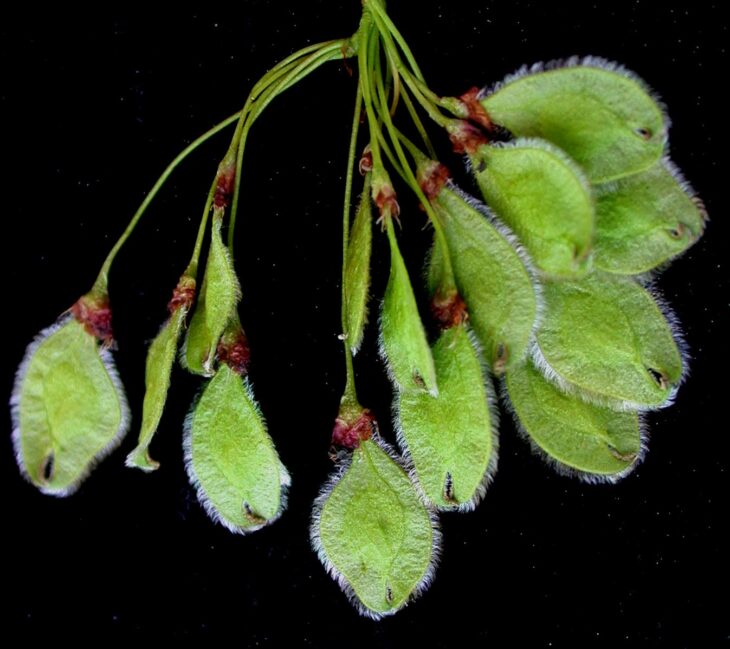 Cluster of green, flat, rounded American elm samaras with hairy edges hanging from thin stalks