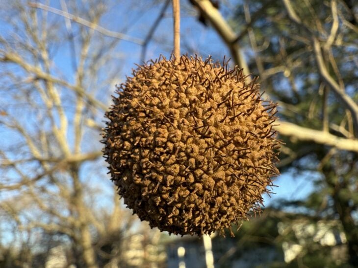 A round, bristly brown American sycamore fruit ball hanging from a thin stalk