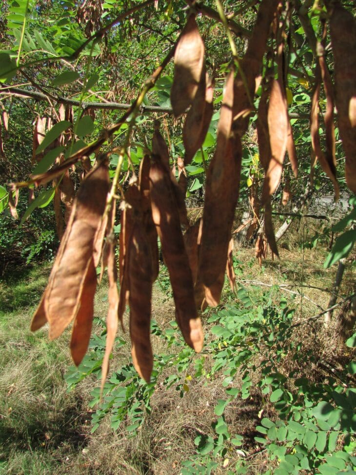 Clusters of flat, orange-brown black locust seed pods hanging from branches among green leaves