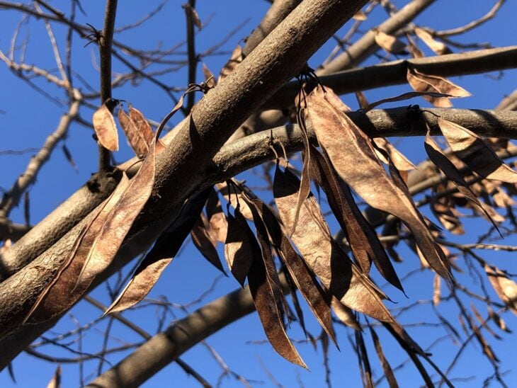 Flat brown eastern redbud seed pods hanging from a bare branch against a blue sky