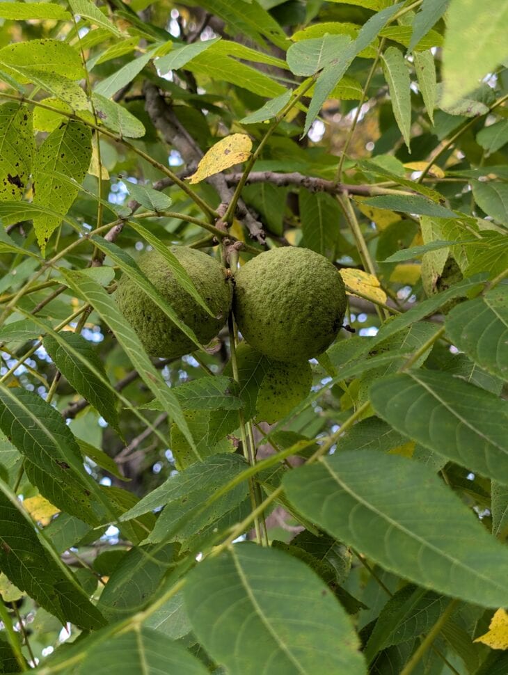 Two round green black walnut husks hanging among compound leaves