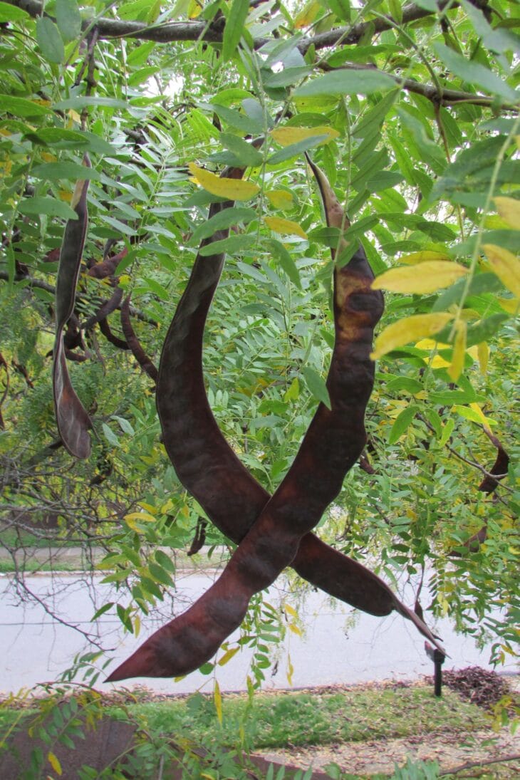 Dark brown, twisted honeylocust pods hanging in a bunch among green leaves