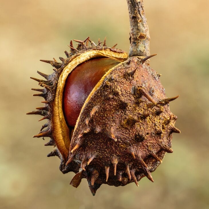 Brown spiny horse chestnut husk split open to reveal a glossy brown seed