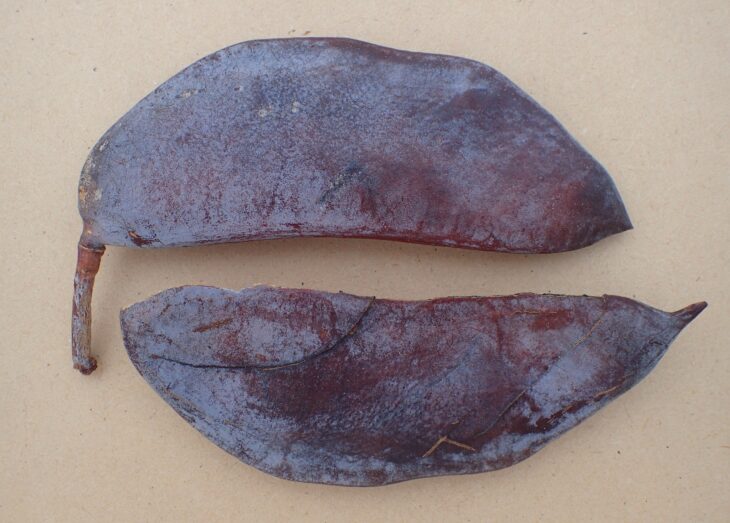 Two halves of a dark purple-brown Kentucky coffeetree pod lying on a tan background