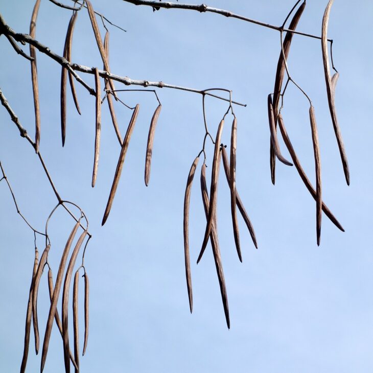 Long, thin brown catalpa pods hanging from bare twigs against a pale sky
