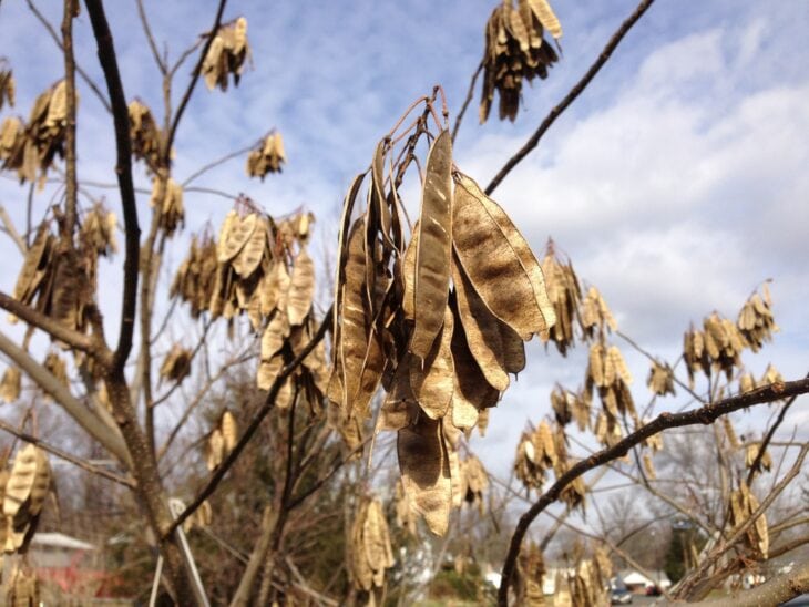 Tan, flat mimosa seed pods hanging in clusters from the bare branches of a mimosa tree in winter