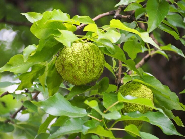 Round, bumpy yellow-green osage orange fruits hanging among green leaves