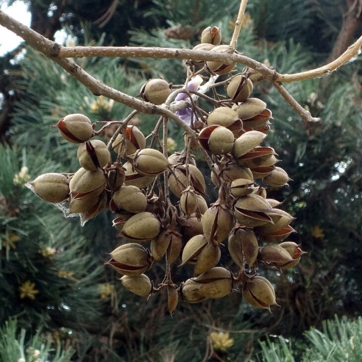 Cluster of brown, egg-shaped princess tree capsules on a branch