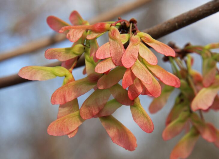Cluster of pink-red two-winged red maple samaras on a branch