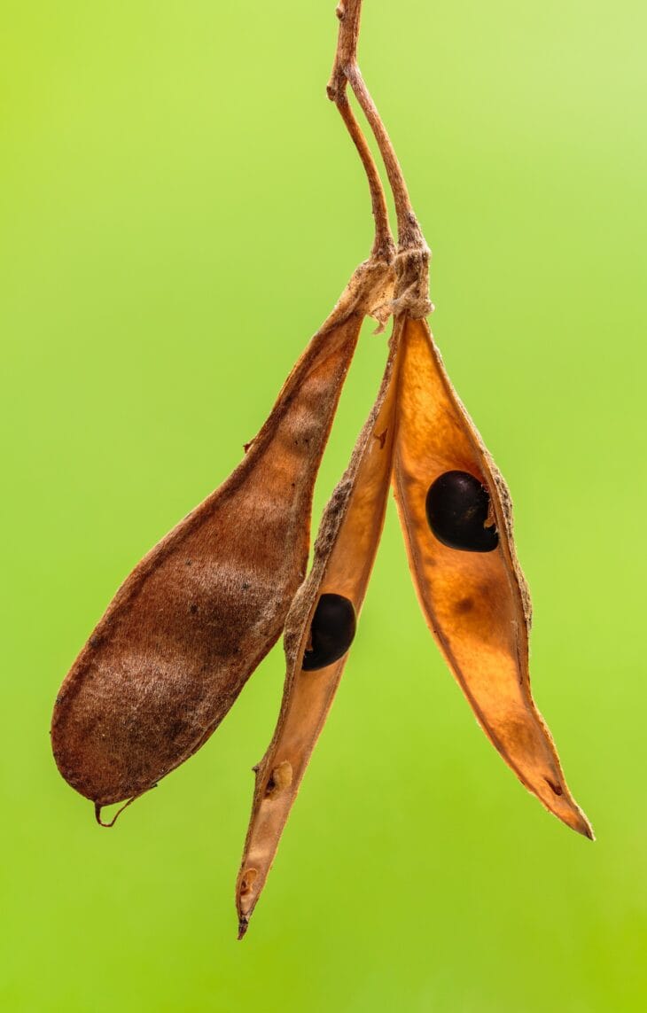 Two brown golden chain tree pods hanging from a stalk, split along one side with a black seed visible inside