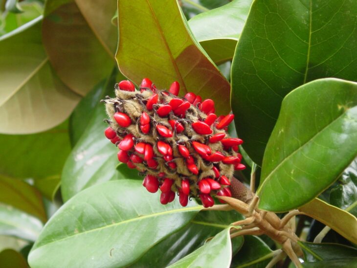 Cone-shaped southern magnolia fruit with bright red seeds emerging, surrounded by glossy leaves