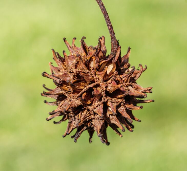 Close-up of a brown sweetgum gumball covered in short spikes, hanging from a stalk