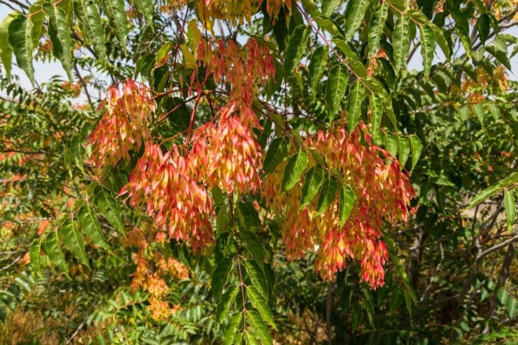 Large orange-red clusters of tree of heaven samaras among long compound leaves