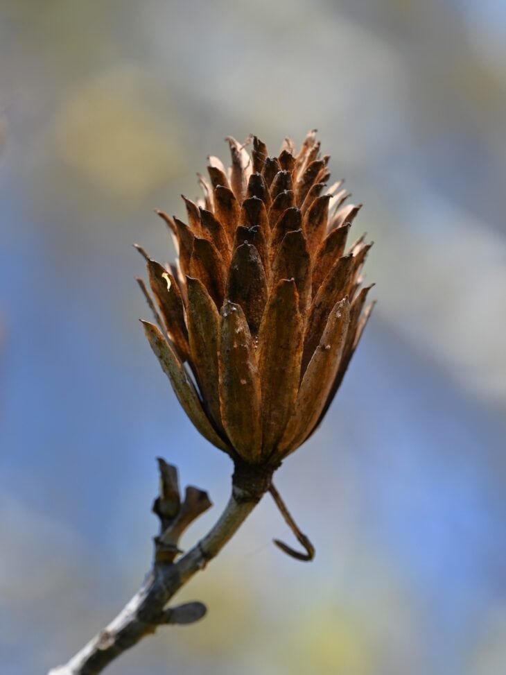 Brown, cone-shaped tulip tree fruit cluster on a bare twig against a blue sky