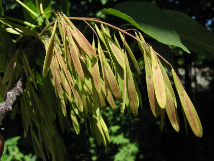 Drooping clusters of single-winged green and tan white ash samaras beside a leaf